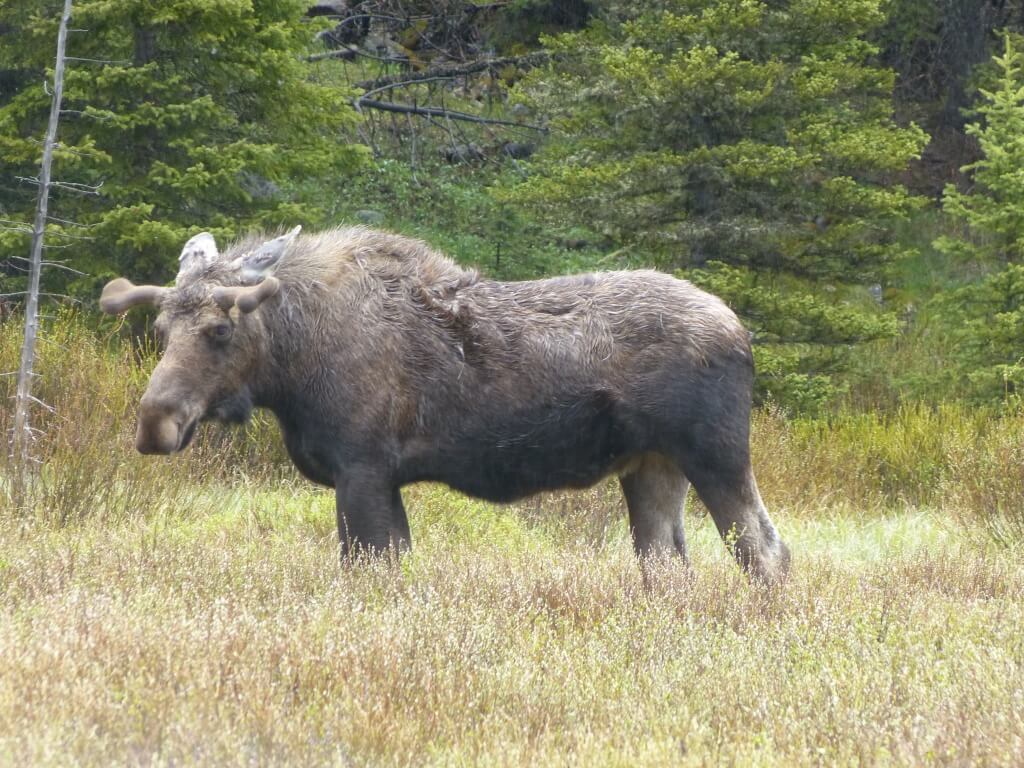 Finding Moose In Yellowstone The Good The Bad And The Rv