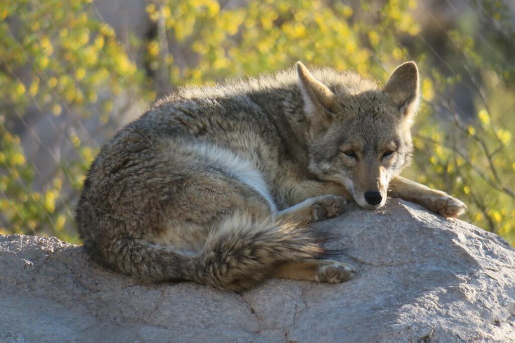 arizona-sonora-desert-museum-the-good-the-bad-and-the-rv